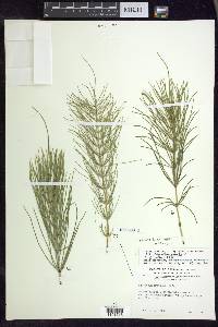 Equisetum pratense image