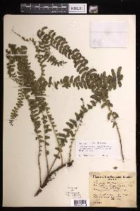 Lindsaea repens image