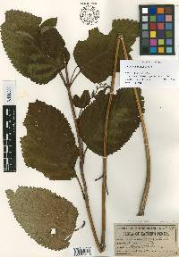 Collinsonia canadensis image