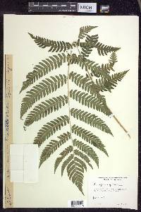 Dryopteris goldieana image