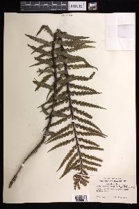 Asplenium horridum image