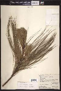 Pinus lawsonii image