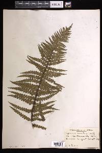 Asplenium horridum image