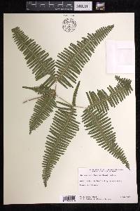 Dicranopteris linearis image