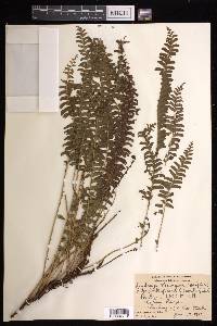 Lindsaea repens image