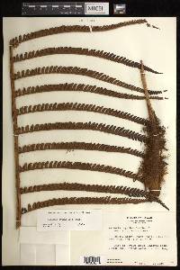 Sadleria cyatheoides image