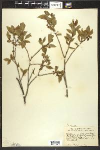 Vaccinium membranaceum image