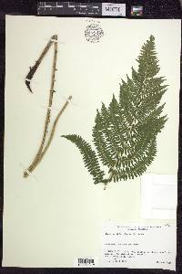 Athyrium filix-femina subsp. angustum image