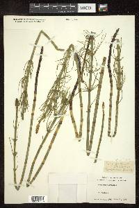 Equisetum fluviatile image