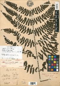 Diplazium hewittii image
