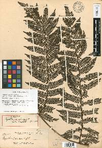 Cyathea fuliginosa image