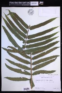 Menisciopsis cyatheoides image