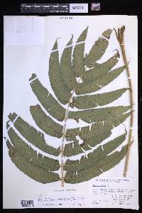 Menisciopsis cyatheoides image