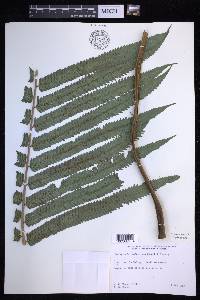 Menisciopsis cyatheoides image