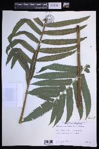 Menisciopsis cyatheoides image