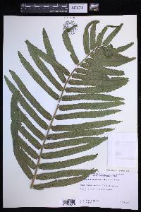 Menisciopsis cyatheoides image