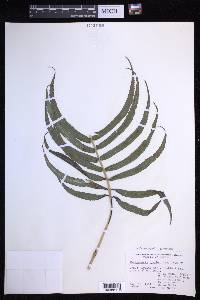 Menisciopsis cyatheoides image