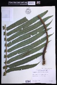 Menisciopsis cyatheoides image