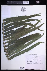 Menisciopsis cyatheoides image