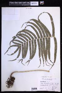 Menisciopsis cyatheoides image