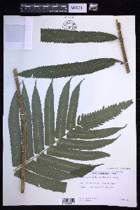 Menisciopsis cyatheoides image