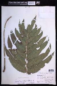 Menisciopsis cyatheoides image