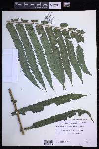 Menisciopsis cyatheoides image