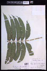 Menisciopsis cyatheoides image