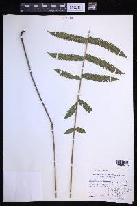 Thelypteris dentata image