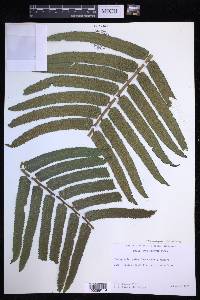 Menisciopsis cyatheoides image