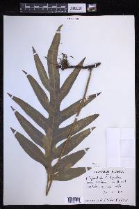 Microsorum grossum image