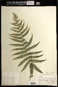 Deparia prolifera image