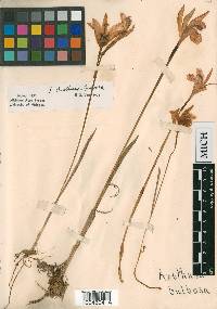 Arethusa bulbosa image