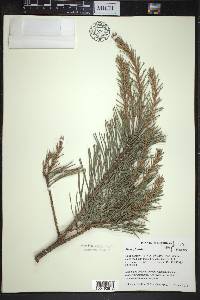 Pinus sylvestris image