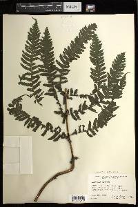 Deparia prolifera image