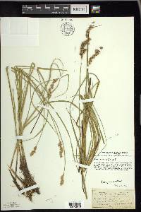 Carex prairea image