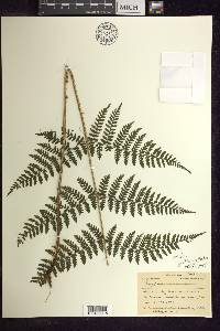 Dryopteris × triploidea image