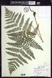 Pteridium aquilinum subsp. latiusculum image