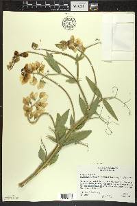 Lathyrus latifolius image