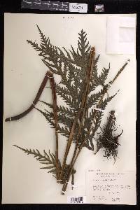 Pteris irregularis image