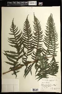 Deparia prolifera image