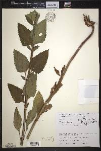 Scrophularia lanceolata image