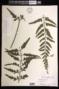 Asplenium lobulatum image