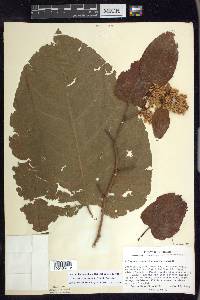 Fallopia sachalinensis image