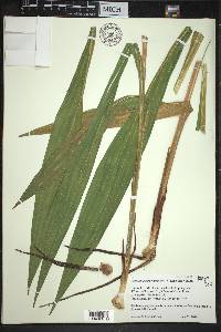 Crocosmia × crocosmiiflora image