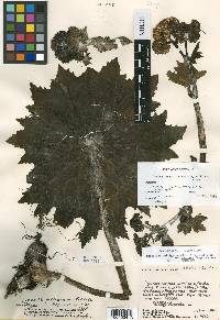 Psacalium peltigerum var. latilobum image