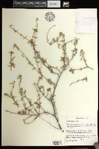 Croton betulinus image