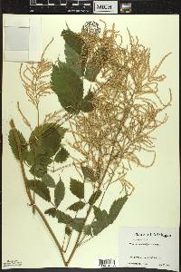 Aruncus dioicus image