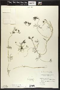 Ranunculus trichophyllus image