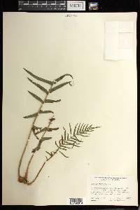 Pteris vittata image